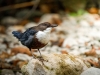 White-throated Dipper in Menétrux-en-Joux — 60 × 40 cm