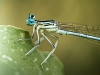 Platycnemis Pennipes — Cheny — 70 × 50 cm