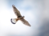 Falco Tinnunculus — Vergigny