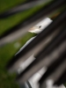 Ardea Ibis — 20251014 — 50 × 70 cm