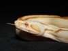 Boa Constrictor — 20251115-2025-11-15 — 70 × 50 cm