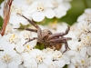 Xysticus Spec — 20250812 — 60 × 40 cm