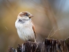 House Sparrow in 20251201 — 60 × 40 cm