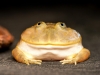 Lepidobatrachus Laevis — 20251115-2025-11-15 — 40 × 30 cm