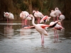 Phoenicopterus Roseus — 20251201 — 60 × 40 cm