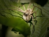 Pisaura Mirabilis — 20250516 — 60 × 40 cm