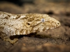 Rhacodactylus Auriculatus — 20251115-2025-11-15 — 70 × 50 cm