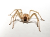 Cheiracanthium Mildei — Gentilly — 40 × 30 cm