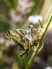 Papilio Machaon — Venoy — 40 × 60 cm