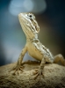 Pogona Henrylawsoni — 20251115-2025-11-15 — 30 × 40 cm