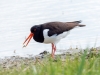 Haematopus Ostralegus — 20250518 — 60 × 40 cm