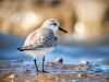 Calidris Alba — 20251205 — 70 × 50 cm