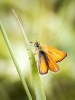 Thymelicus Lineola — 20250811 — 40 × 60 cm