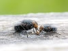 Calliphora Vicina — 20250518 — 70 × 50 cm