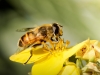 Drone Fly in Tignes — 70 × 50 cm