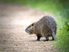 Myocastor Coypus — 20251201 — 40 × 30 cm