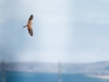 Falco Tinnunculus — Vergigny