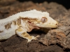 Correlophus Ciliatus — 20251115-2025-11-15 — 70 × 50 cm