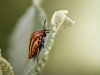 Striped Shield Bug in Frasne — 60 × 40 cm