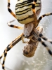 Wasp Spider in Venoy — 30 × 40 cm