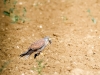 Falco Tinnunculus — Vergigny