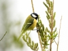 Parus Major — Congis-sur-Thérouanne 