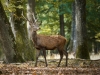 Cervus Elaphus — 20251014 — 70 × 50 cm