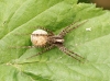 Pardosa Spec — 20250601 — 60 × 40 cm