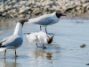 Chroicocephalus Ridibundus — 20250518 — 70 × 50 cm
