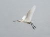 Platalea Leucorodia — 20250518 — 70 × 50 cm