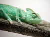 Calyptratus — 20251115-2025-11-15 — 60 × 40 cm