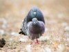 Columba Livia Var. Domestica — Bois de Boulognes — 40 × 30 cm