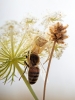 Thomisus Sonustus X Apis Mellifera — Venoy — 30 × 40 cm
