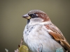 House Sparrow in 20251201 — 40 × 30 cm
