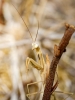 European Praying Mantis in Venoy — 30 × 40 cm