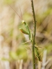European Praying Mantis in Venoy — 50 × 70 cm