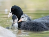 20250514 P1011650 Orf Dxo Deepprime Edit — 40 × 30 cm