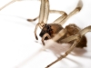 Cheiracanthium Mildei 3 — Gentilly — 60 × 40 cm
