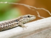 Podarcis Muralis — 20250521 — 60 × 40 cm