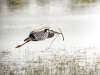 Grey Heron in Rosnay — 60 × 40 cm