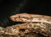 Boa Constrictor — 20251115-2025-11-15 — 40 × 30 cm