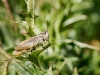 Chorthippus Apricarius — 20250811 — 40 × 30 cm