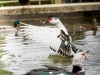 Cairina Moschata F. Domestica — Lisbonne