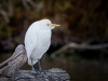 Ardea Ibis — 20251201 — 60 × 40 cm