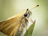 Thymelicus Lineola — 20250811 — 40 × 30 cm