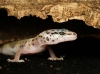 Eublepharis Macularius — 20251114-2025-11-15 — 60 × 40 cm