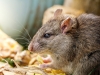 Rattus Norvegicus — Lisbonne 