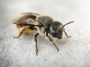 Osmia Spinulosa — Venoy — 60 × 40 cm