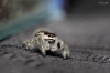 20250124,25 Brienne Phidippus Regius North Florida — 40 × 30 cm
