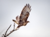 Common Buzzard in 20251204 — 40 × 30 cm